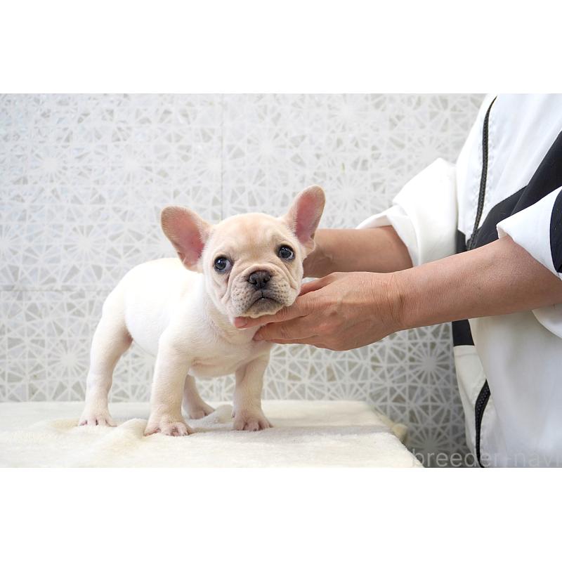 販売中の東京都のフレンチブルドッグ-437841の7枚目