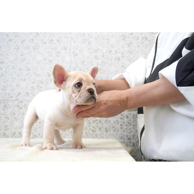 販売中の東京都のフレンチブルドッグ-437841の6枚目