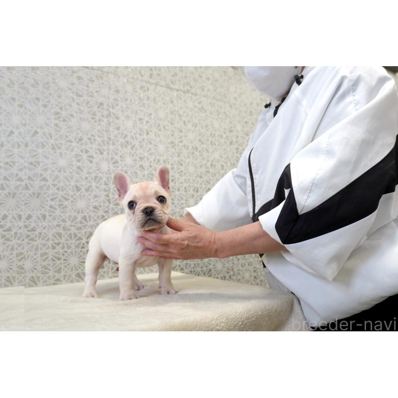 販売中の東京都のフレンチブルドッグ-437841の4枚目