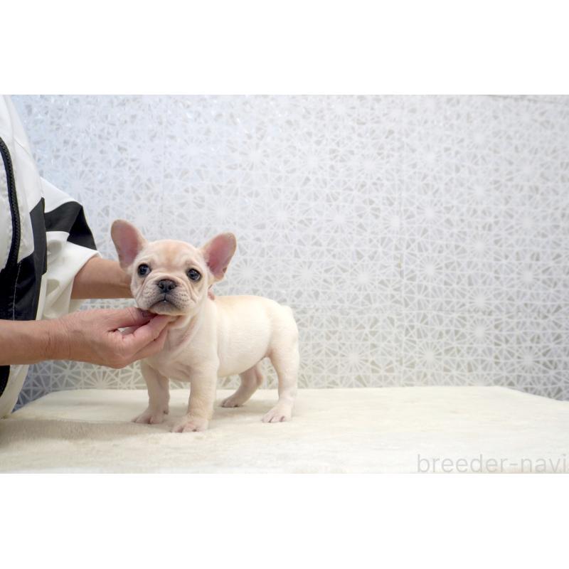 販売中の東京都のフレンチブルドッグ-437841の3枚目