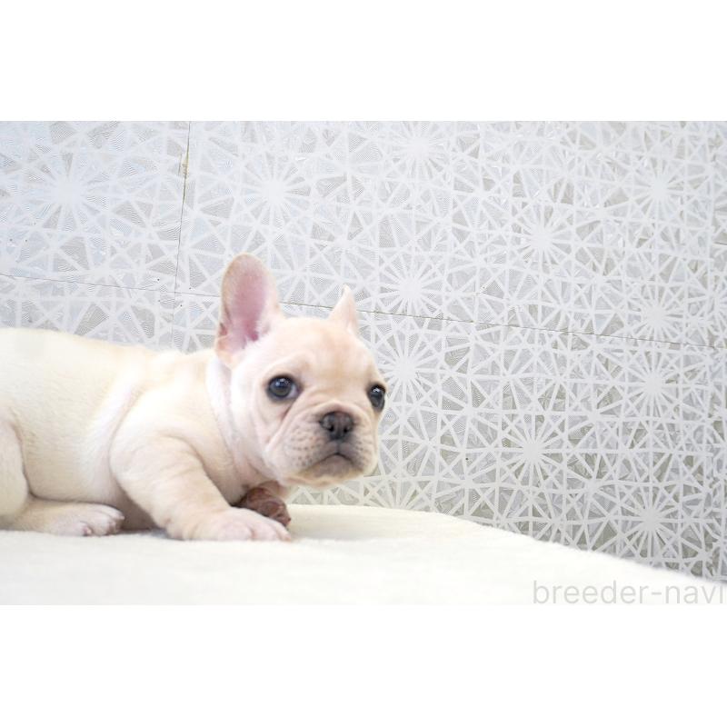 販売中の東京都のフレンチブルドッグ-437841の2枚目