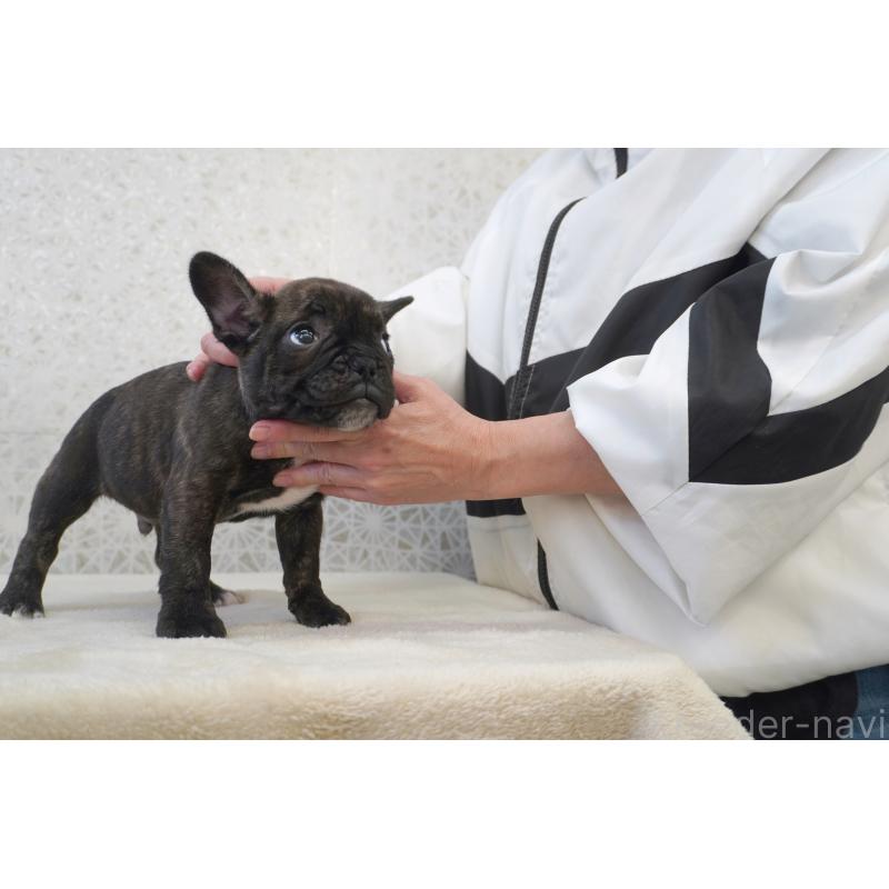 販売中の東京都のフレンチブルドッグ-437843の6枚目