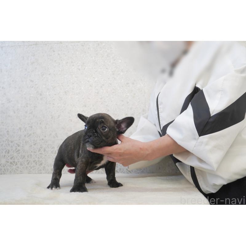 販売中の東京都のフレンチブルドッグ-437843の3枚目