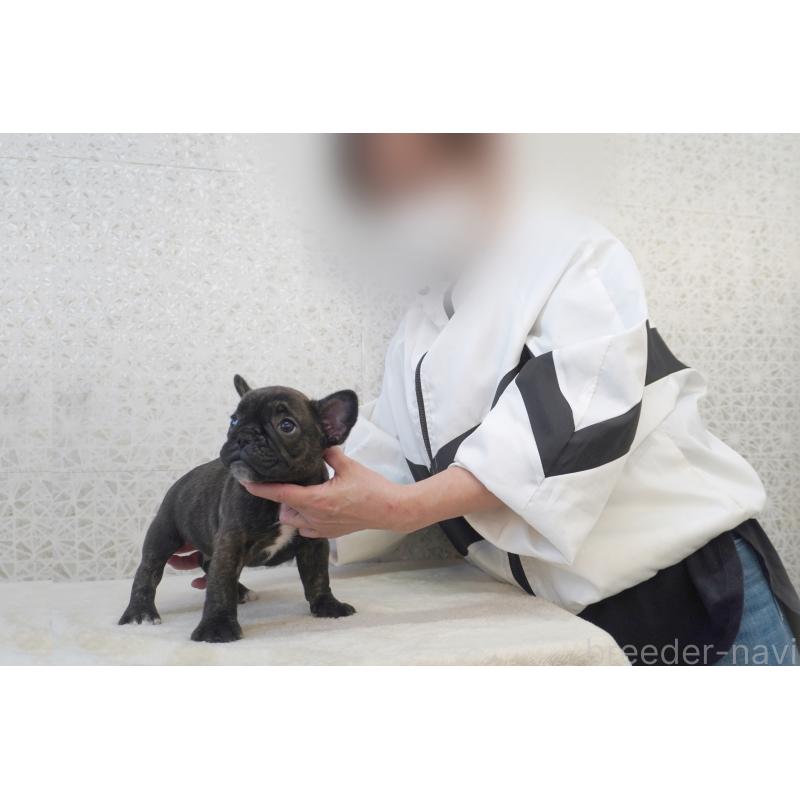 販売中の東京都のフレンチブルドッグ-437843の2枚目