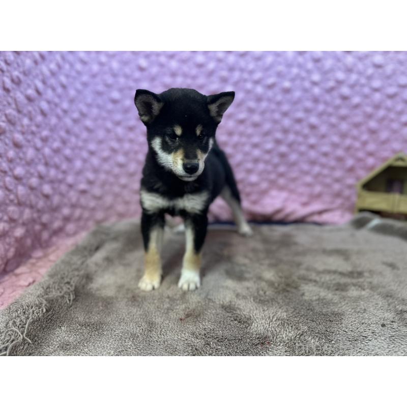 販売中の茨城県の柴犬-437845の13枚目