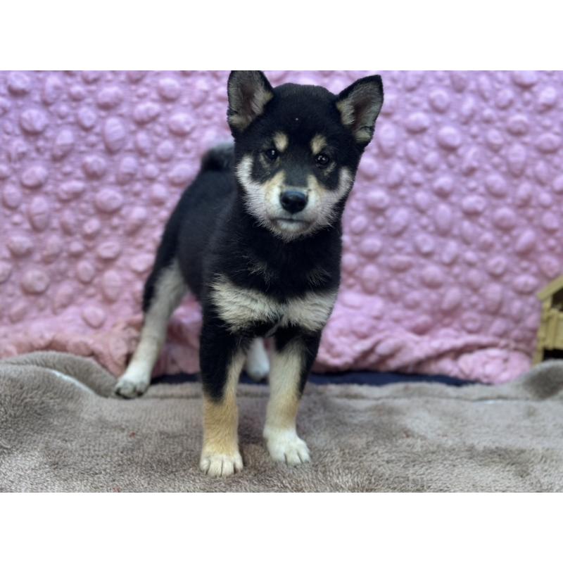 販売中の茨城県の柴犬-437845の1枚目