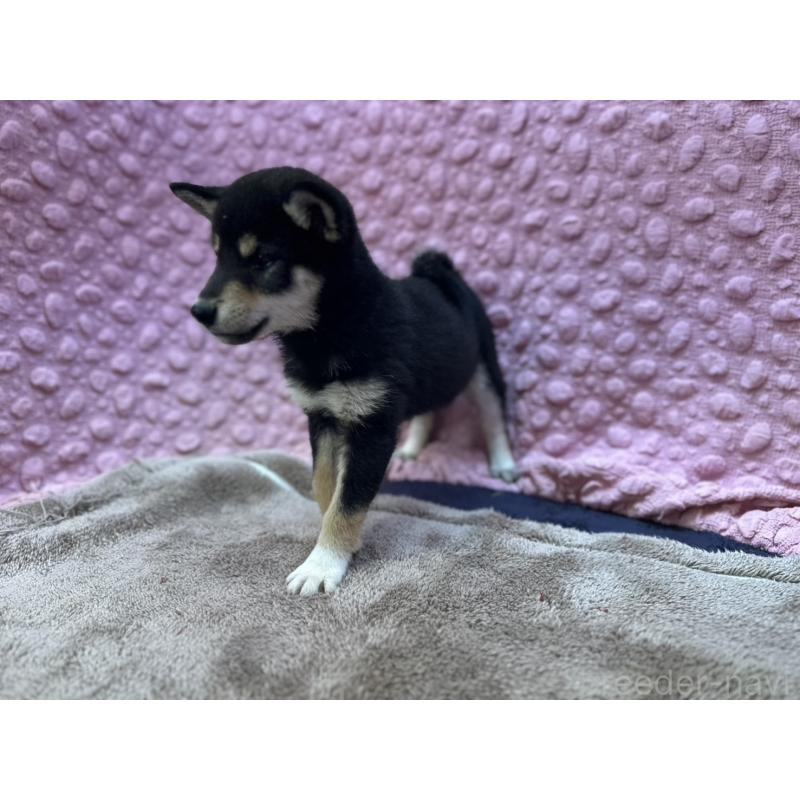 販売中の茨城県の柴犬-437845の12枚目