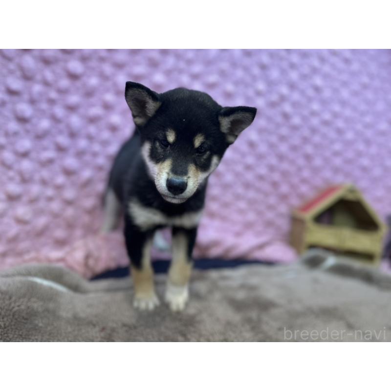 販売中の茨城県の柴犬-437845の10枚目