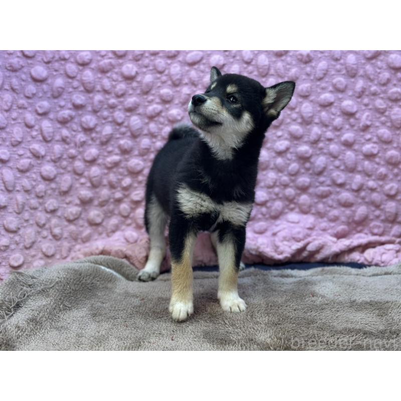 販売中の茨城県の柴犬-437845の9枚目