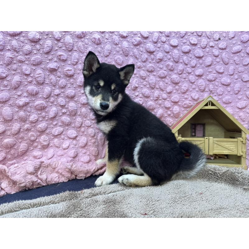 販売中の茨城県の柴犬-437845の8枚目