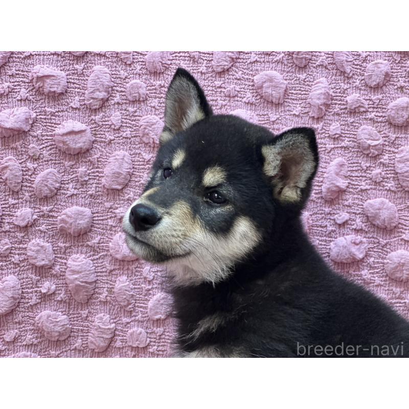 販売中の茨城県の柴犬-437845の6枚目