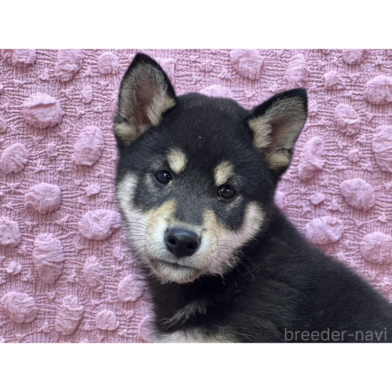 販売中の茨城県の柴犬-437845の5枚目