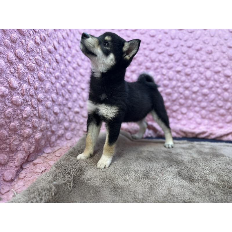 販売中の茨城県の柴犬-437845の4枚目