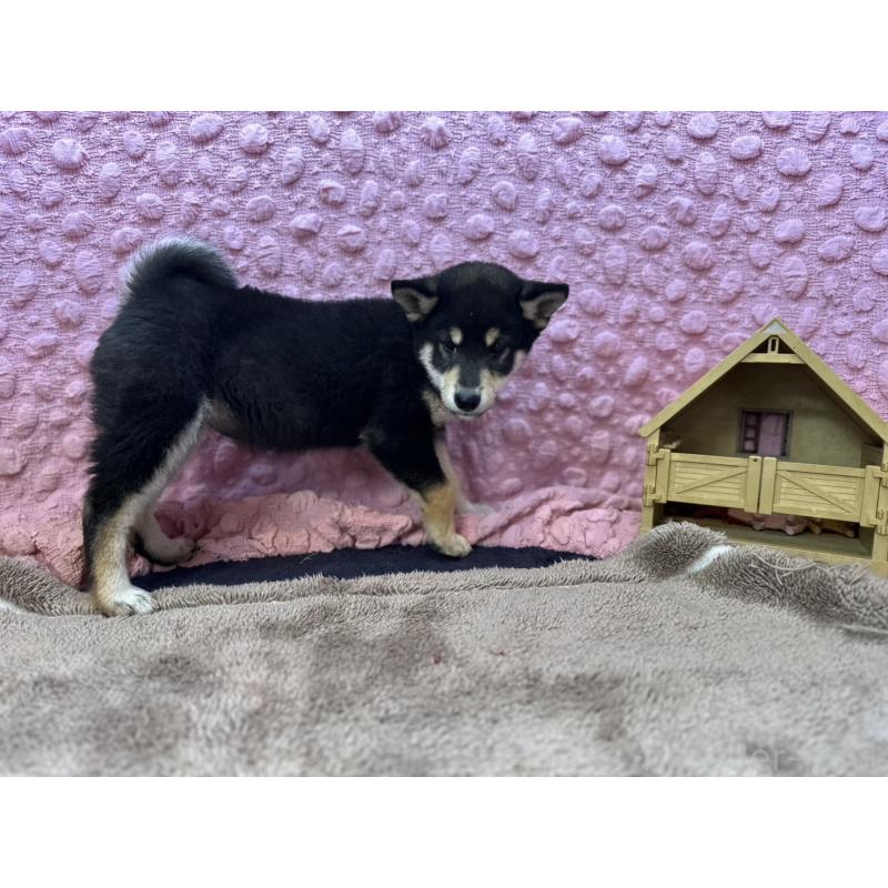 販売中の茨城県の柴犬-437845の2枚目