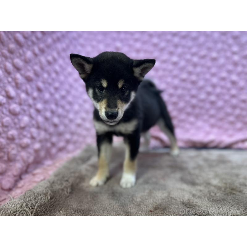 販売中の茨城県の柴犬-437845の3枚目