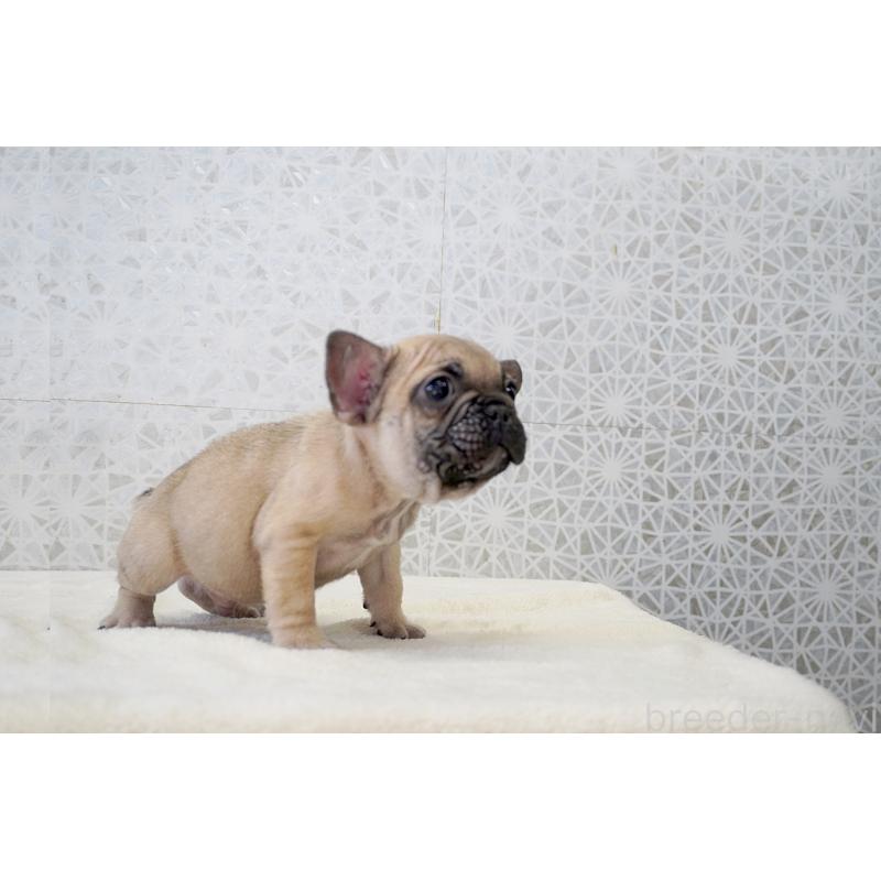 販売中の東京都のフレンチブルドッグ-437846の7枚目