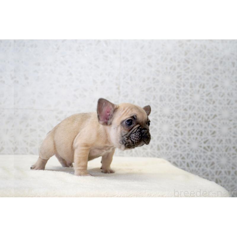販売中の東京都のフレンチブルドッグ-437846の6枚目