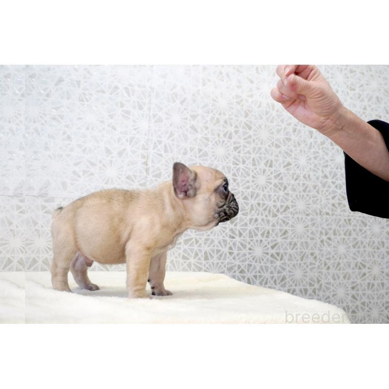 販売中の東京都のフレンチブルドッグ-437846の5枚目