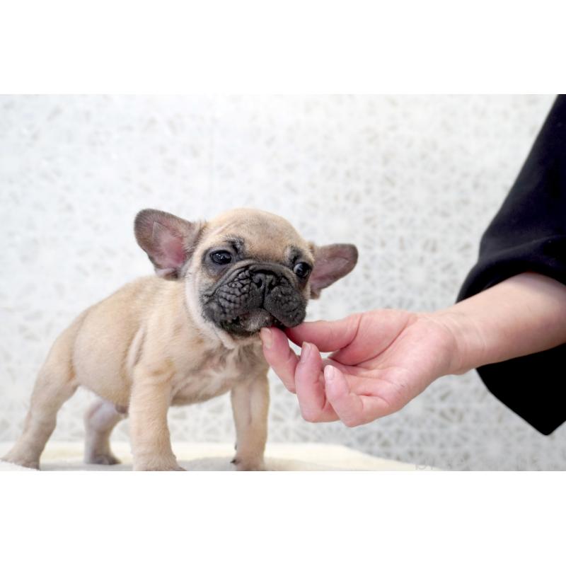 販売中の東京都のフレンチブルドッグ-437846の4枚目