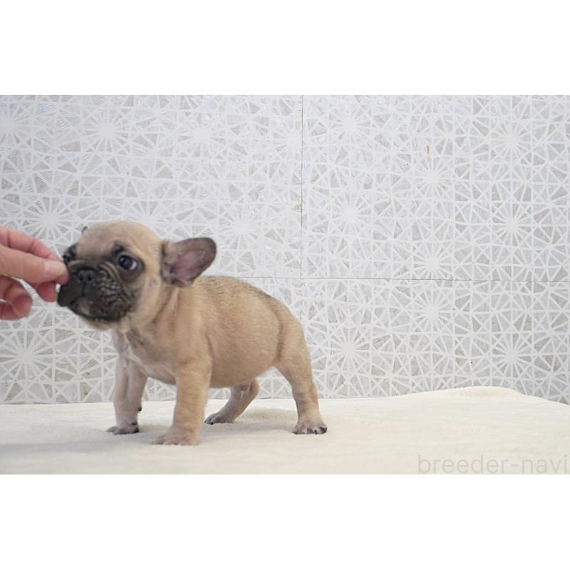 販売中の東京都のフレンチブルドッグ-437846の3枚目
