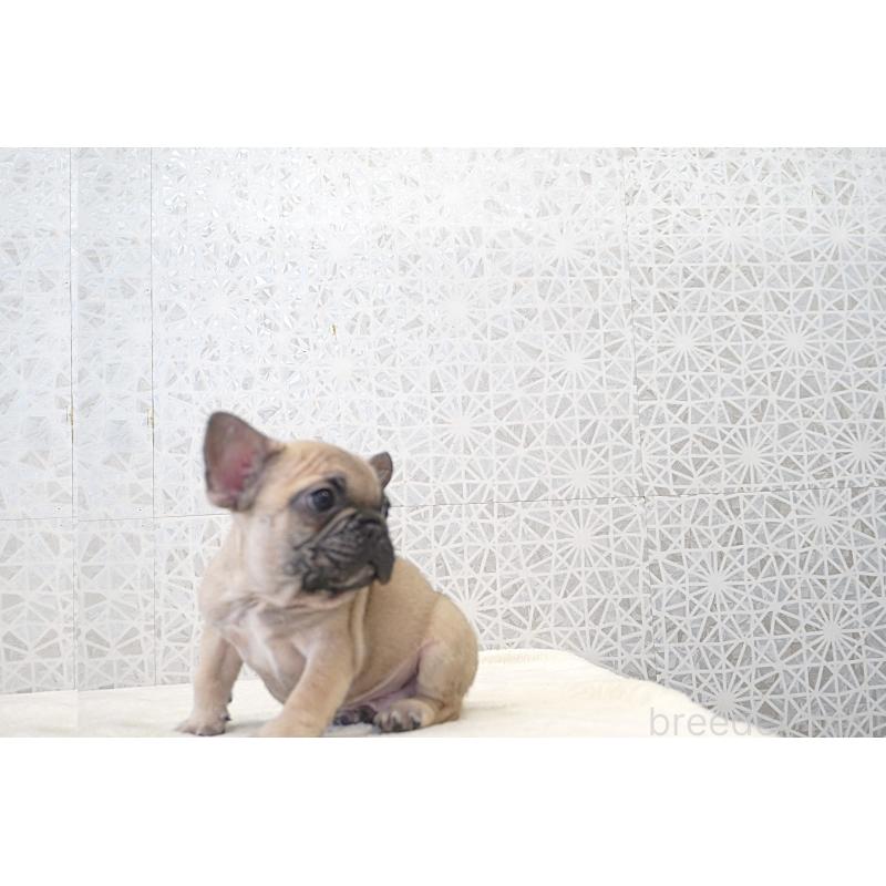 販売中の東京都のフレンチブルドッグ-437846の2枚目