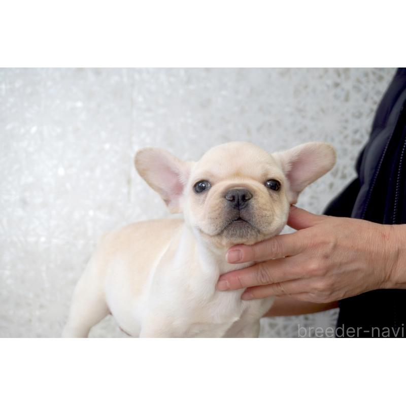 販売中の東京都のフレンチブルドッグ-437848の8枚目