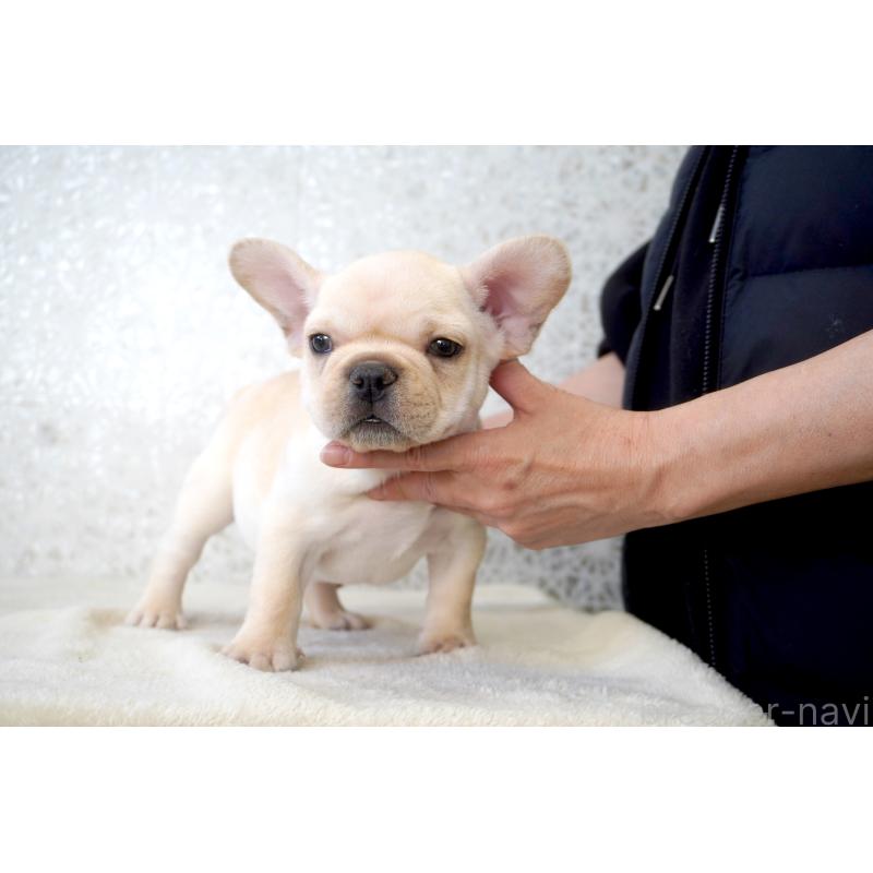 販売中の東京都のフレンチブルドッグ-437848の7枚目