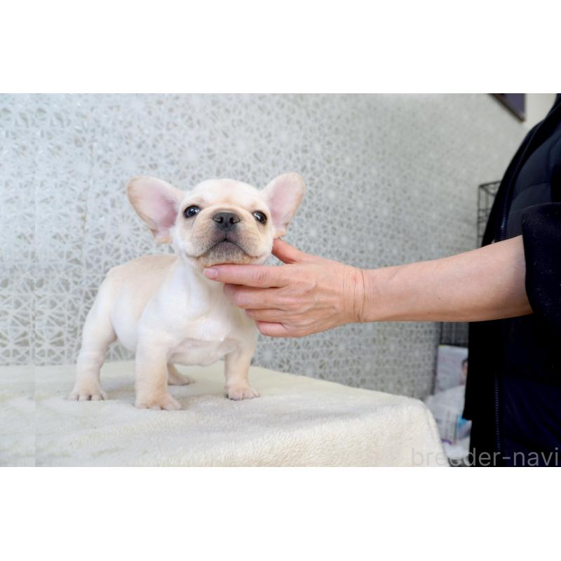 販売中の東京都のフレンチブルドッグ-437848の6枚目