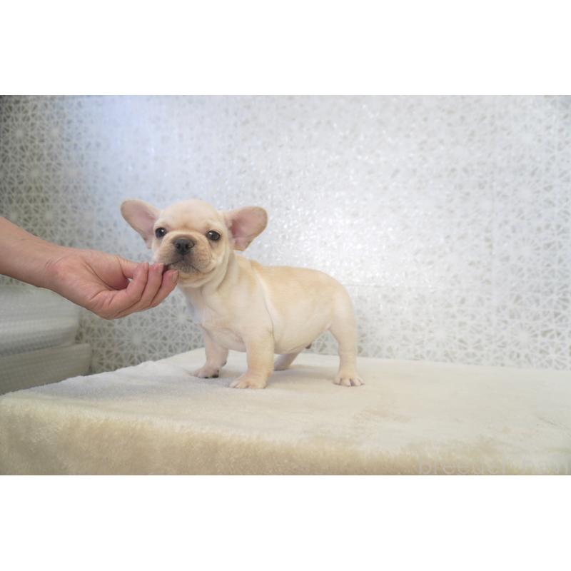 販売中の東京都のフレンチブルドッグ-437848の4枚目