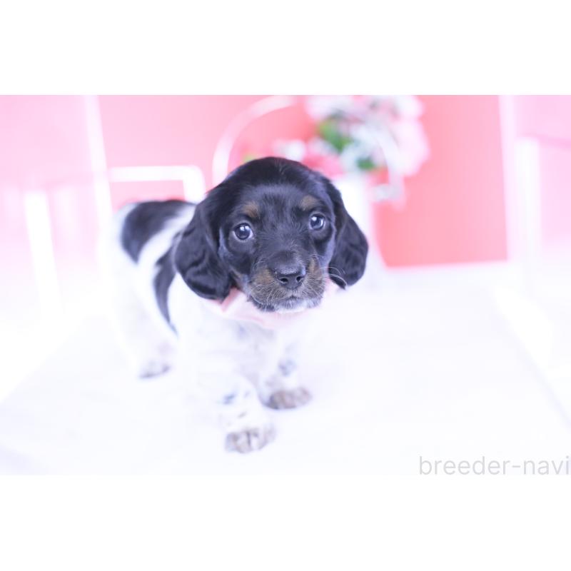 販売中の愛知県のミニチュアダックスフンド(ロングヘアード)-437849の11枚目