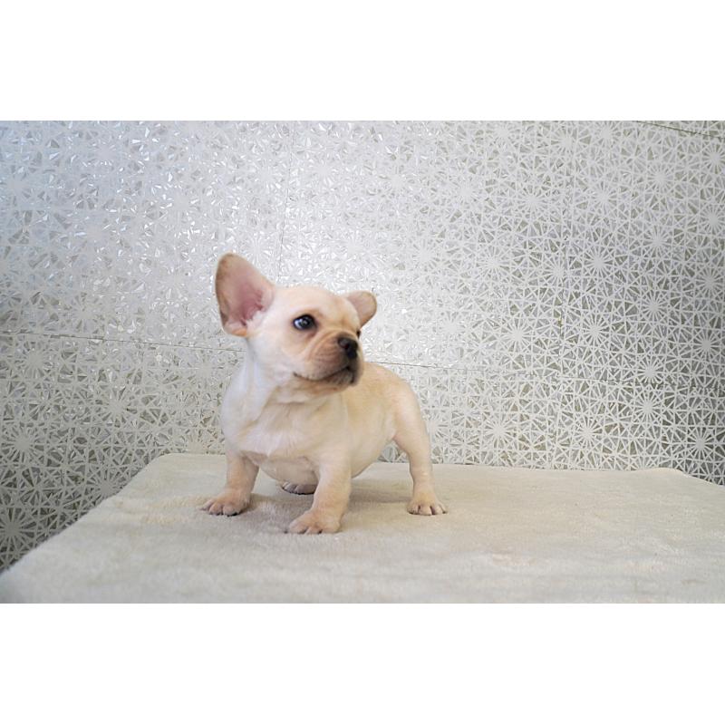 販売中の東京都のフレンチブルドッグ-437848の2枚目