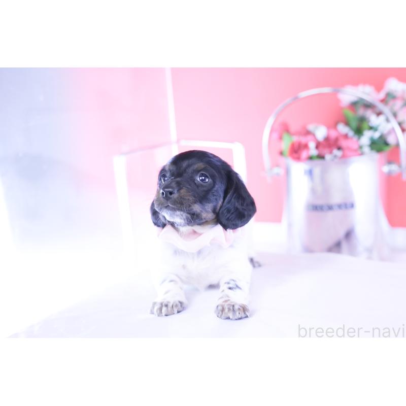 販売中の愛知県のミニチュアダックスフンド(ロングヘアード)-437849の10枚目