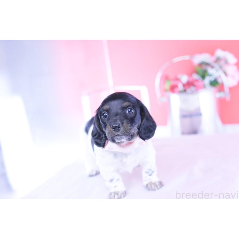 販売中の愛知県のミニチュアダックスフンド(ロングヘアード)-437849の8枚目