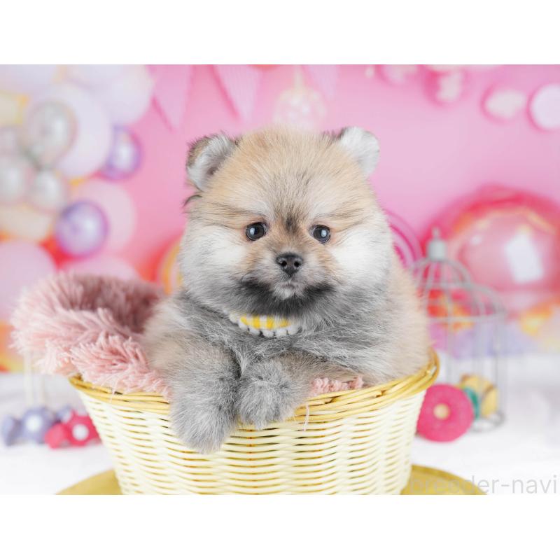 販売中の千葉県のポメラニアン-437847の9枚目