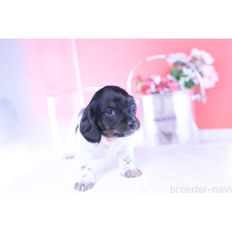 販売中の愛知県のミニチュアダックスフンド(ロングヘアード)-437849の7枚目