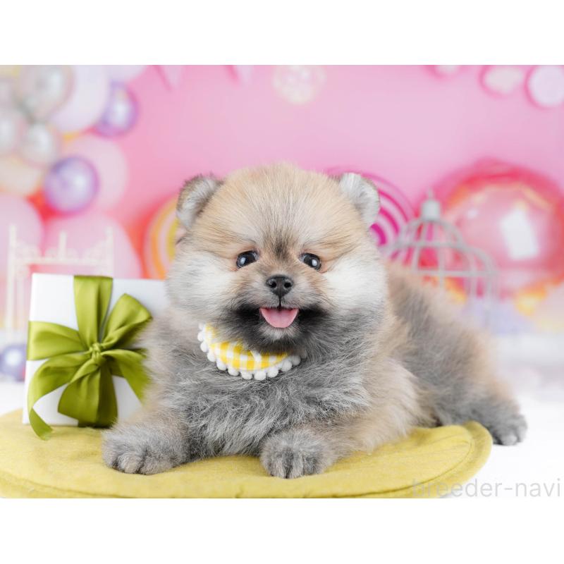 販売中の千葉県のポメラニアン-437847の8枚目