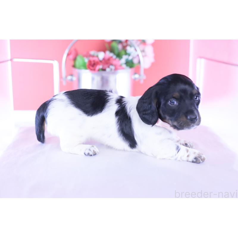 販売中の愛知県のミニチュアダックスフンド(ロングヘアード)-437849の6枚目