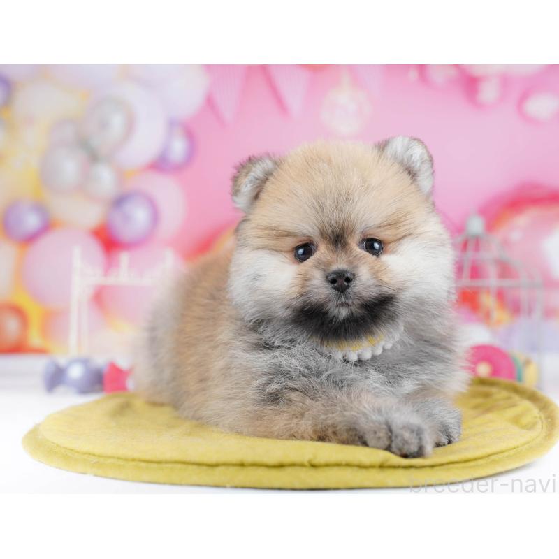 販売中の千葉県のポメラニアン-437847の7枚目