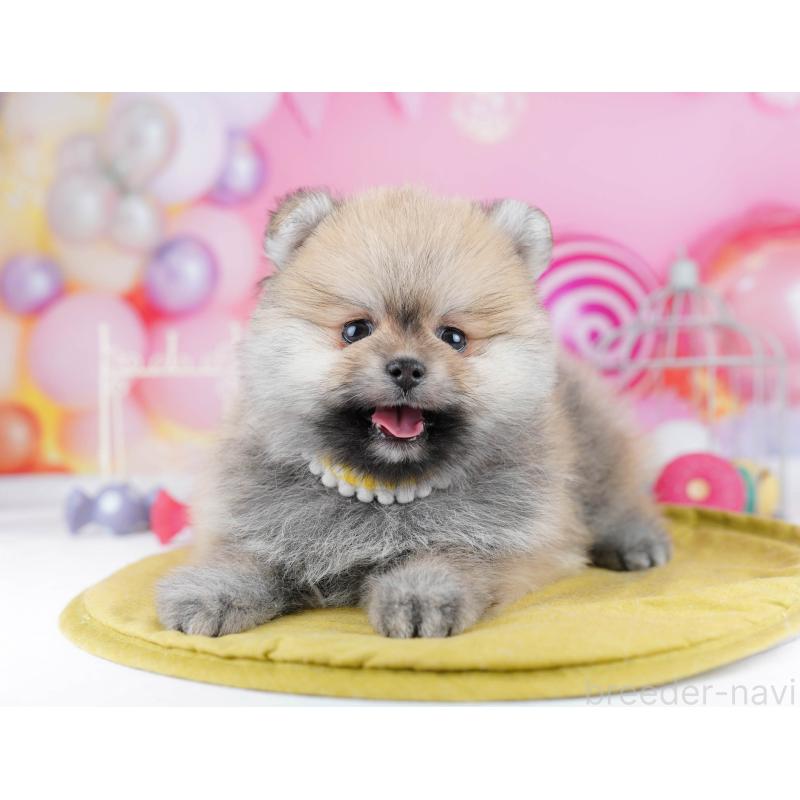 販売中の千葉県のポメラニアン-437847の6枚目