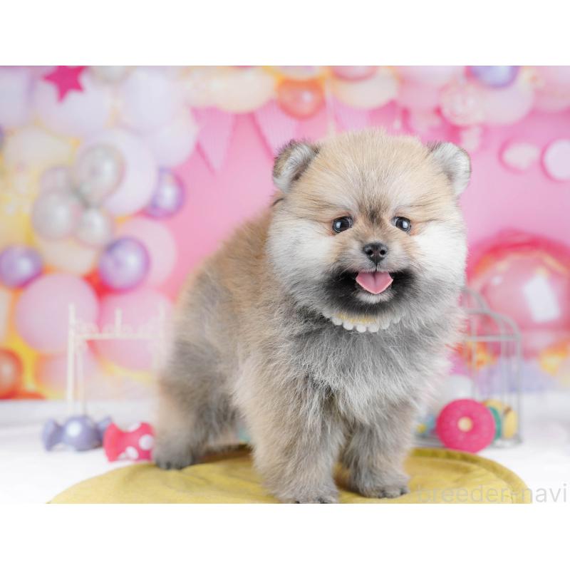 販売中の千葉県のポメラニアン-437847の5枚目