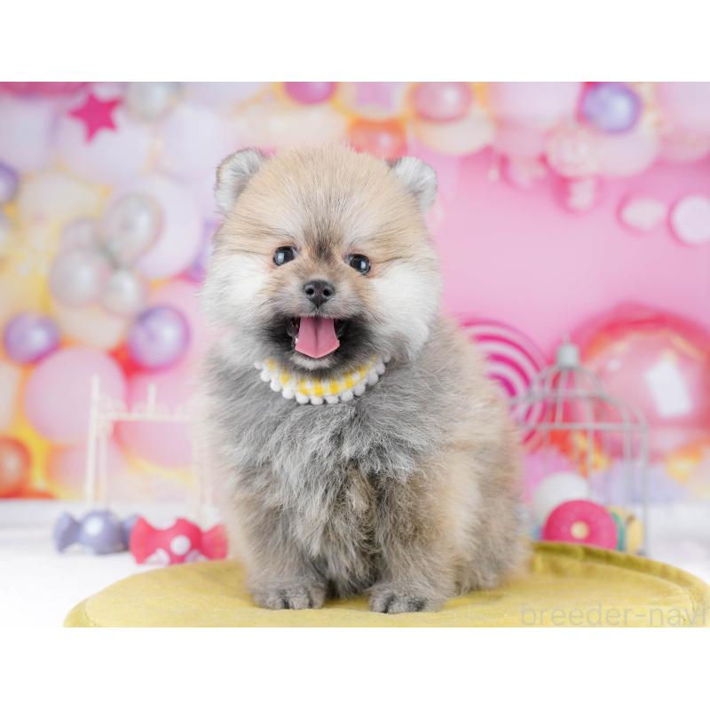 販売中の千葉県のポメラニアン-437847の4枚目