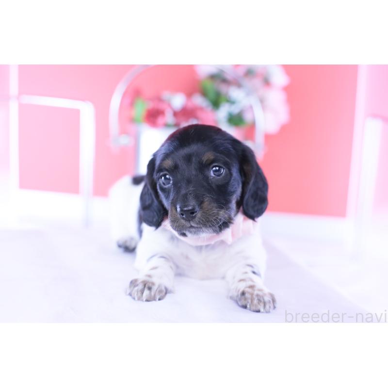 販売中の愛知県のミニチュアダックスフンド(ロングヘアード)-437849の4枚目