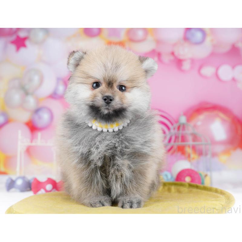 販売中の千葉県のポメラニアン-437847の3枚目