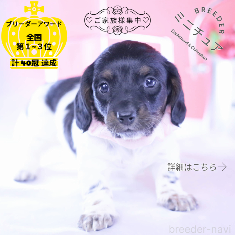 販売中の愛知県のミニチュアダックスフンド(ロングヘアード)-437849