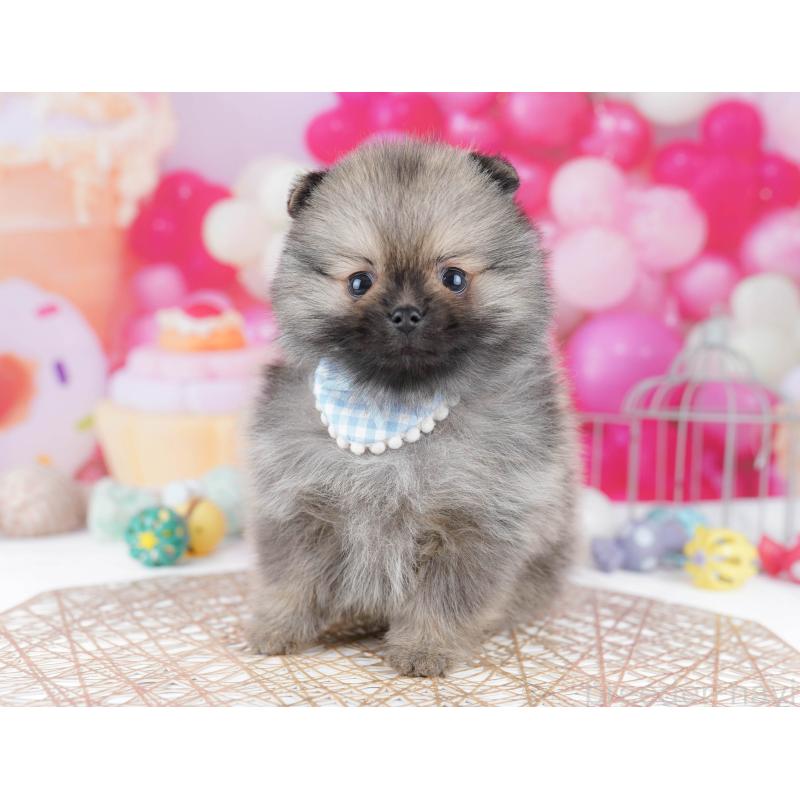 販売中の千葉県のポメラニアン-437852