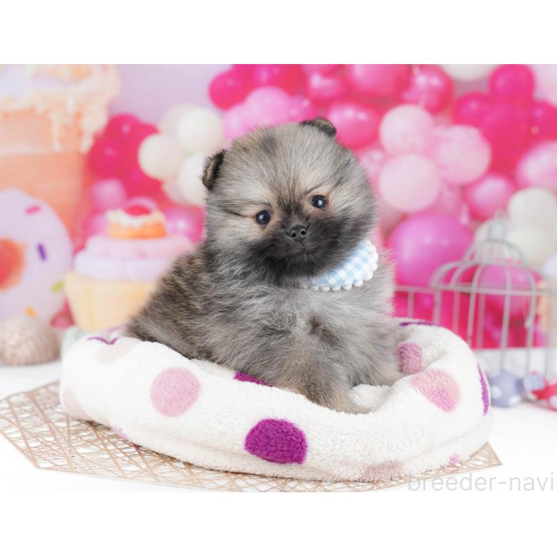 販売中の千葉県のポメラニアン-437852の10枚目