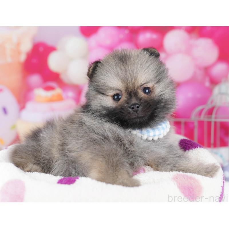 販売中の千葉県のポメラニアン-437852の9枚目