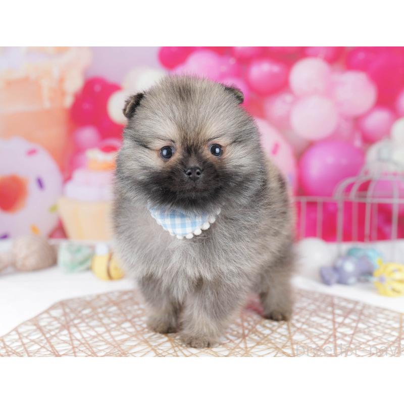 販売中の千葉県のポメラニアン-437852の8枚目