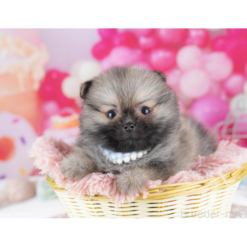 販売中の千葉県のポメラニアン-437852の7枚目