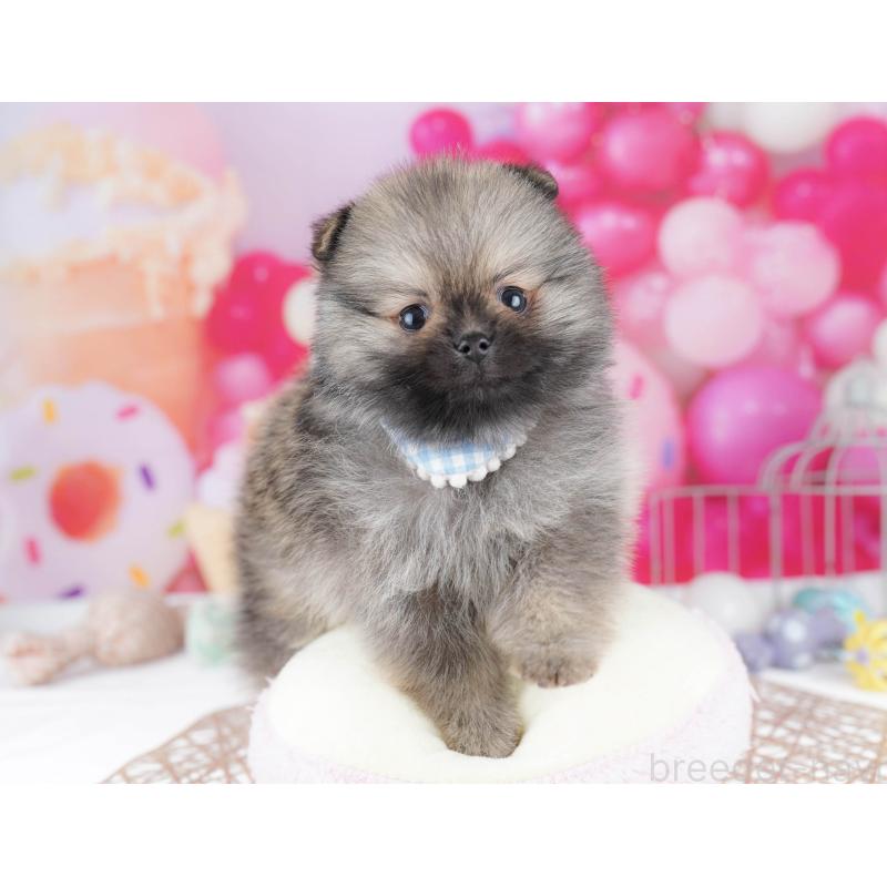 販売中の千葉県のポメラニアン-437852の6枚目